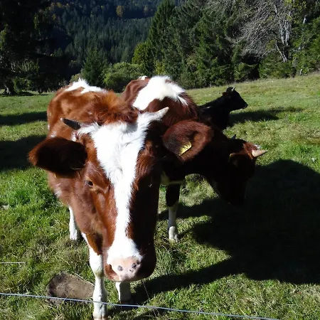 Amalia - Mit Wlan Und Sky In Traumhafter Lage Todtmoos