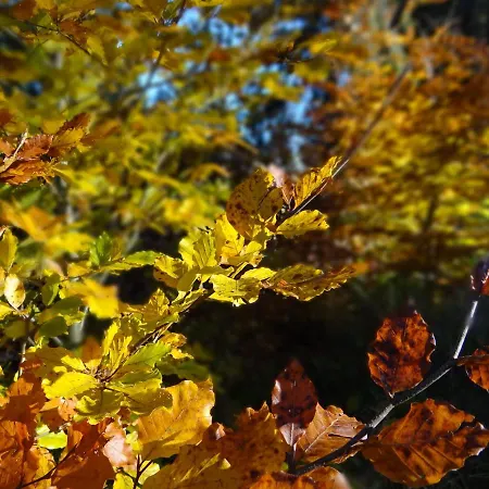 Amalia - Mit Wlan Und Sky In Traumhafter Lage Todtmoos